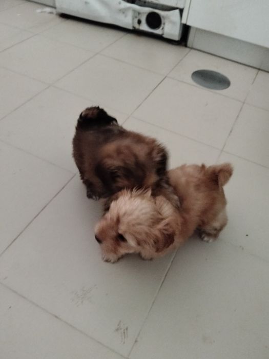 Cãozinho e cadelinhas porte pequeno