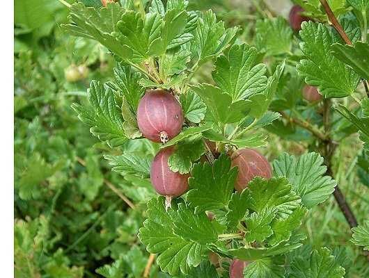 Groselheira e Uva Crispa