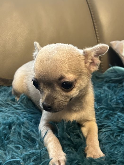 Chihuahua niebiesko podpalana suczka do odbioru