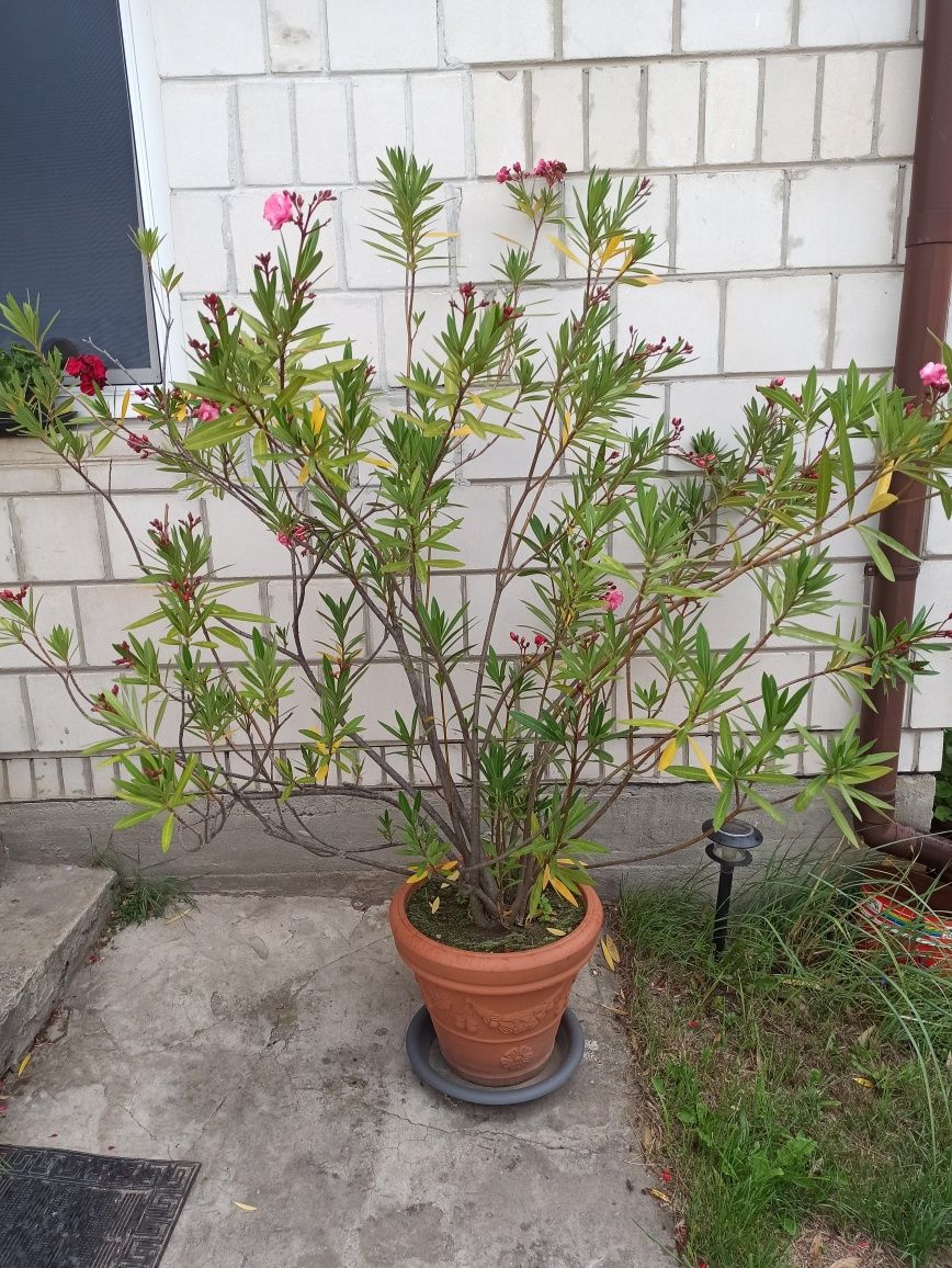 Duży Oleander 2mx1.6m