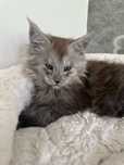 Rezerwacja Kocurek Maine Coon