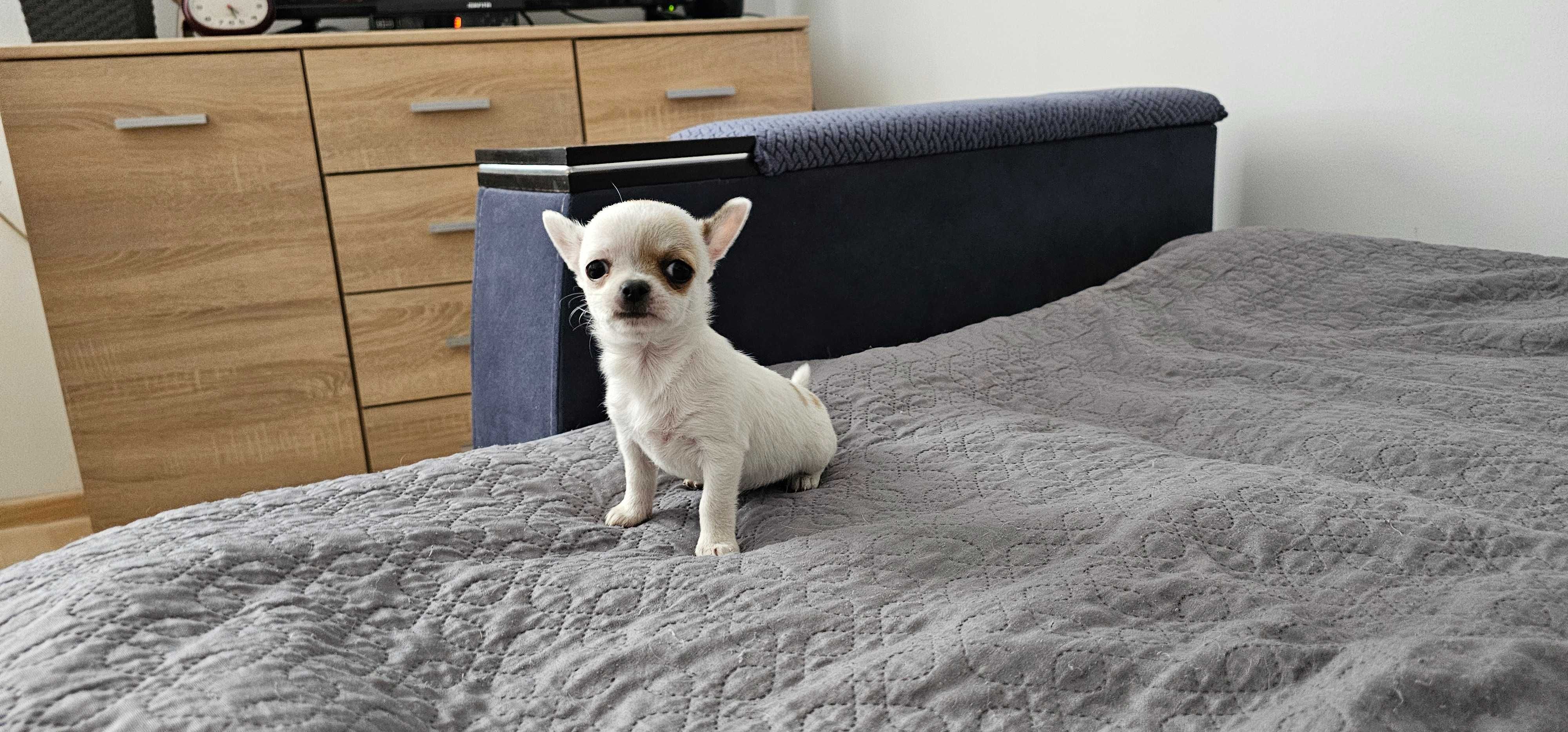 Piesek chihuahua