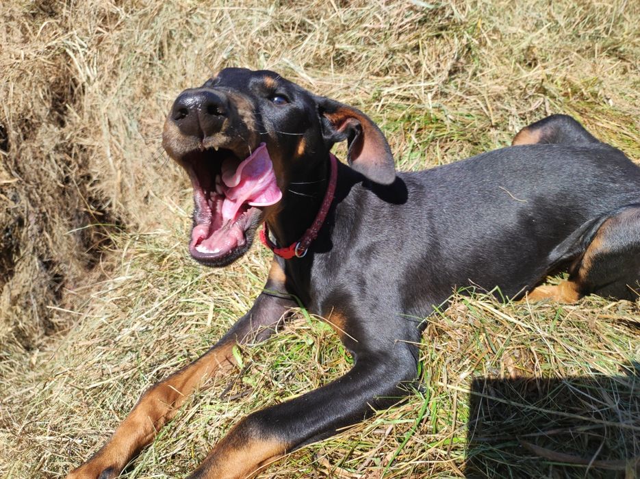 Doberman szczenie.