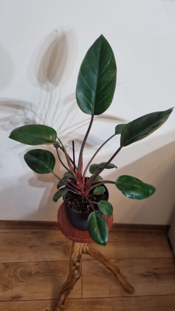 Philodendron red emerald