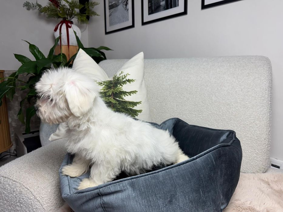 maltanczyk piesek gotowy do odbioru