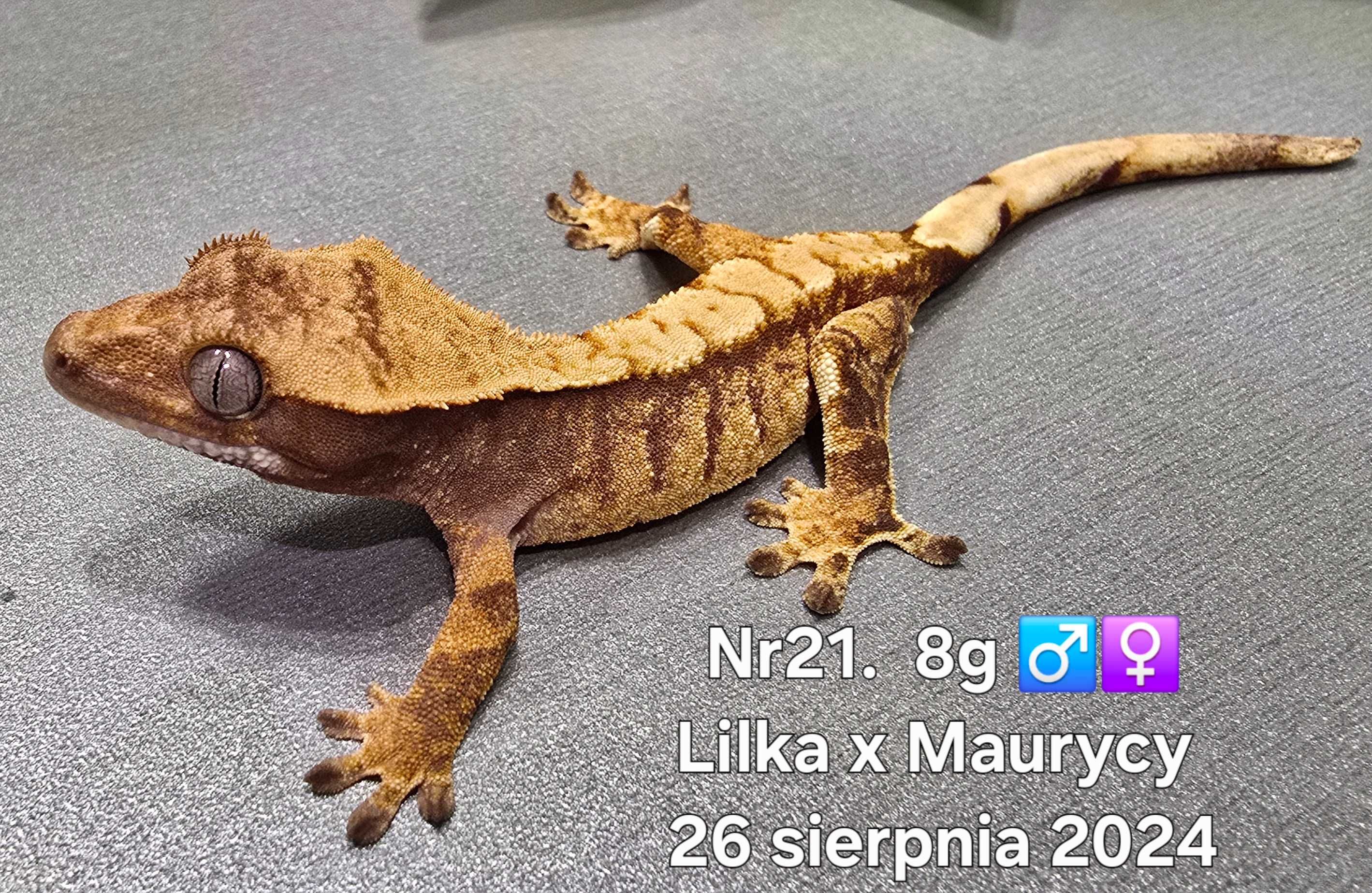 Gekon orzęsiony różne odmiany barwne Szczecin