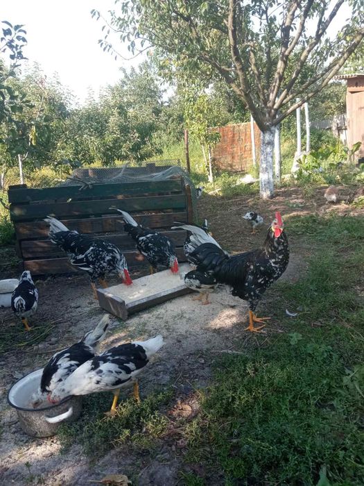 Кури  породи легорн далматинець