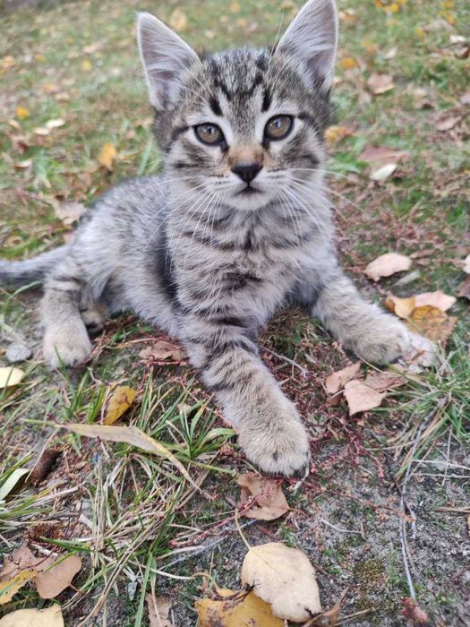 Отдам котят в хорошие руки