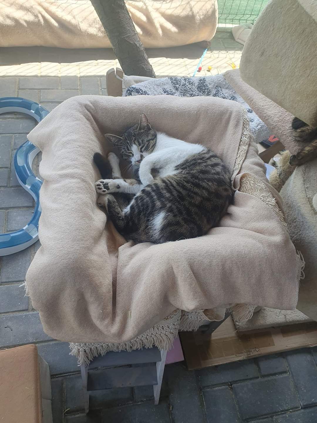 Kotki Bura i Plamka do adopcji!