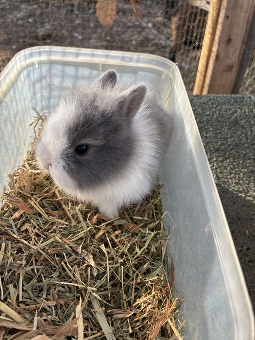 Coelhos anões Angorá nascidos a 7 Nov