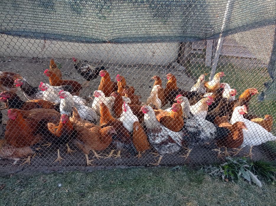 Півні молоді, звичайні.