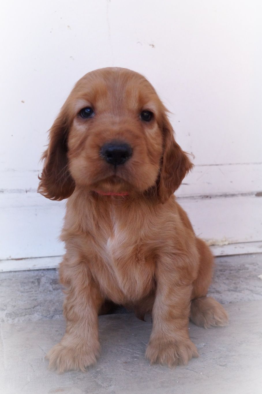 Śliczny Cocker spaniel