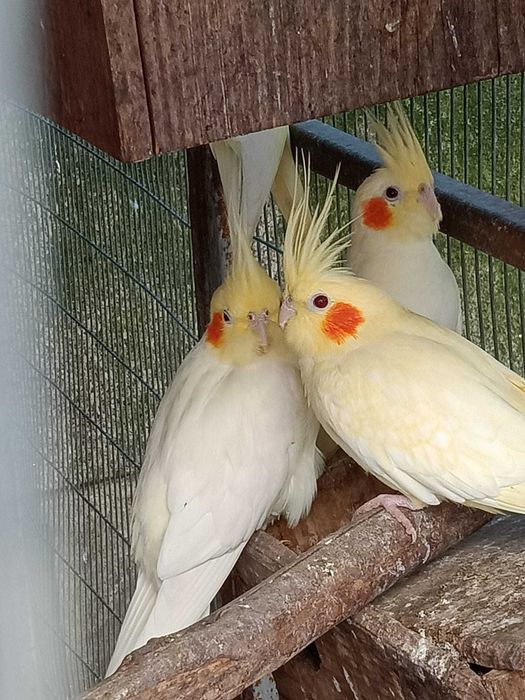 Caturras Lutinas 2025