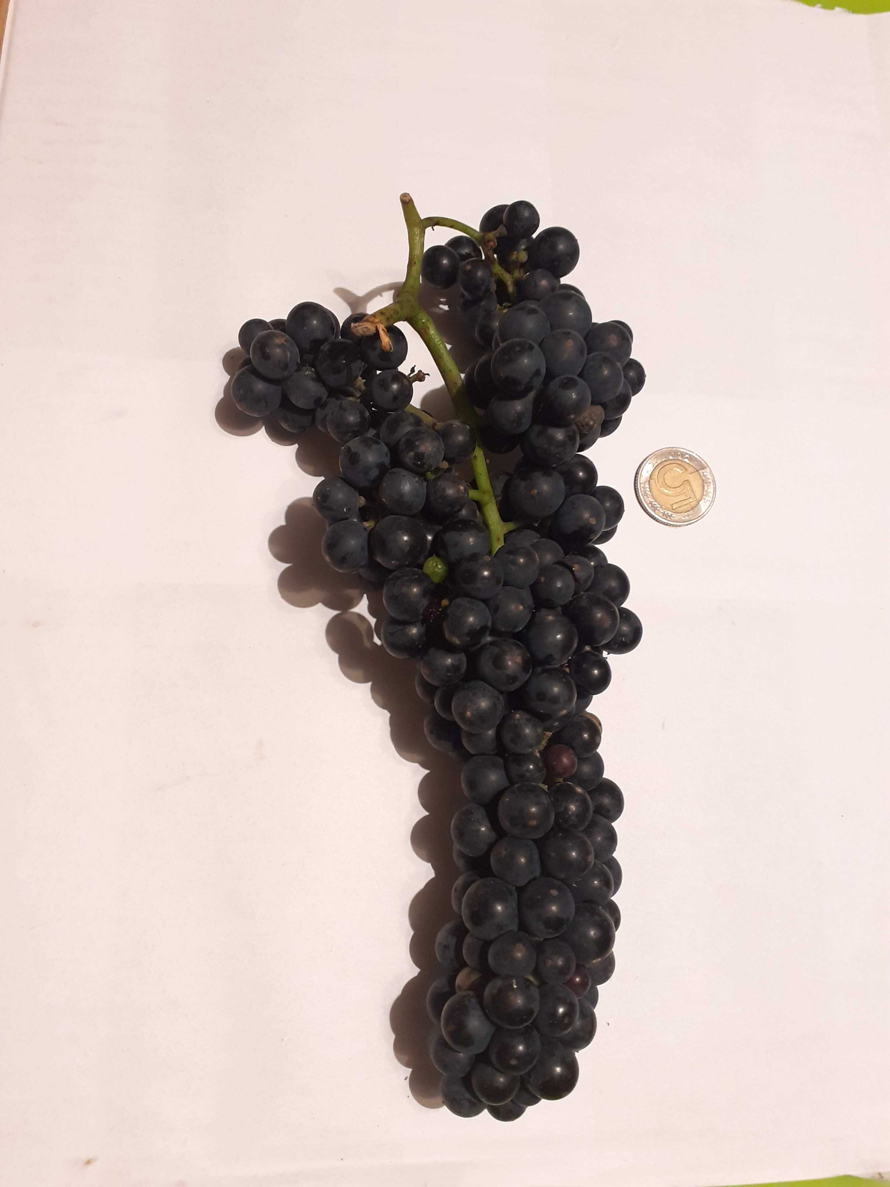 winogron sadzonki- winorośl-winogrona na wino oraz deserowe