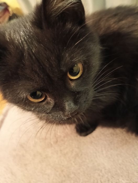 Potrzebne domy dla dwóch kocurków