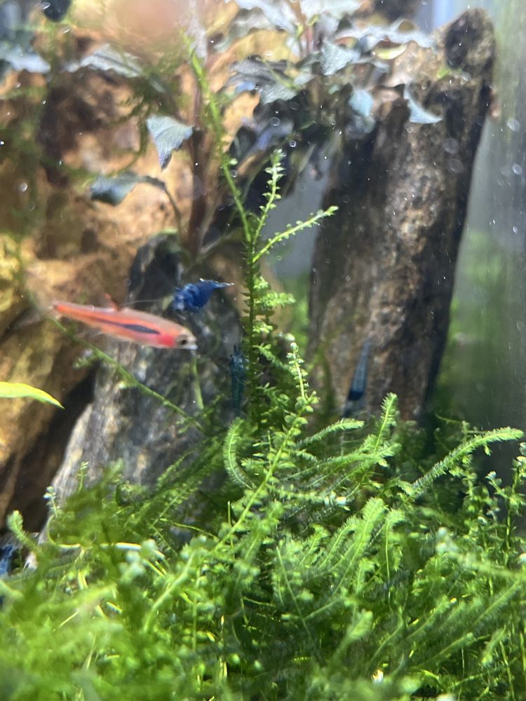 Neocaridinas Juvenis, blue dream