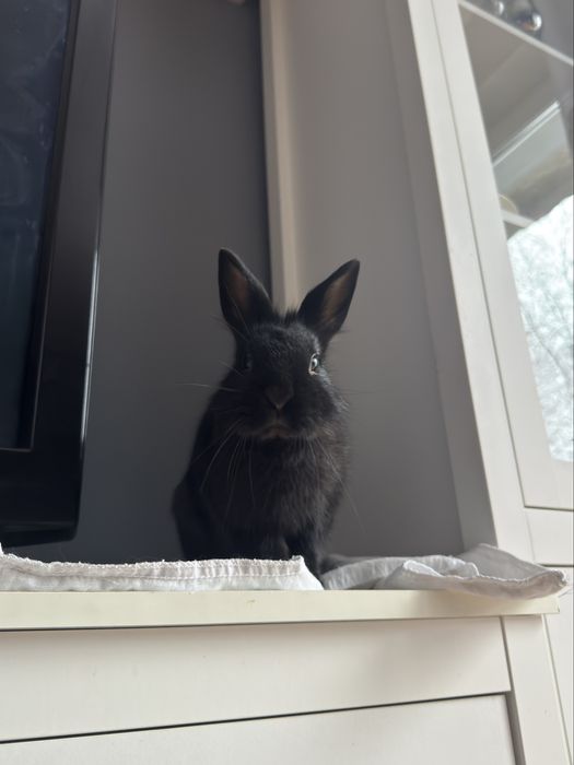 Black Mamba szuka nowego domu.