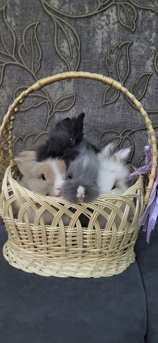 Декоративні кролики