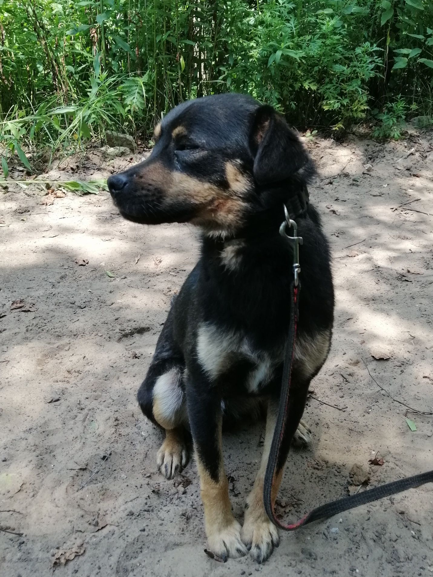 ZIOMEK młody spokojny piesek poleca się do adopcji