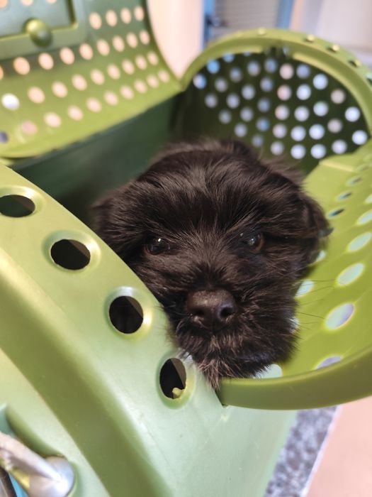 Terier tybetański - dostępna suczka