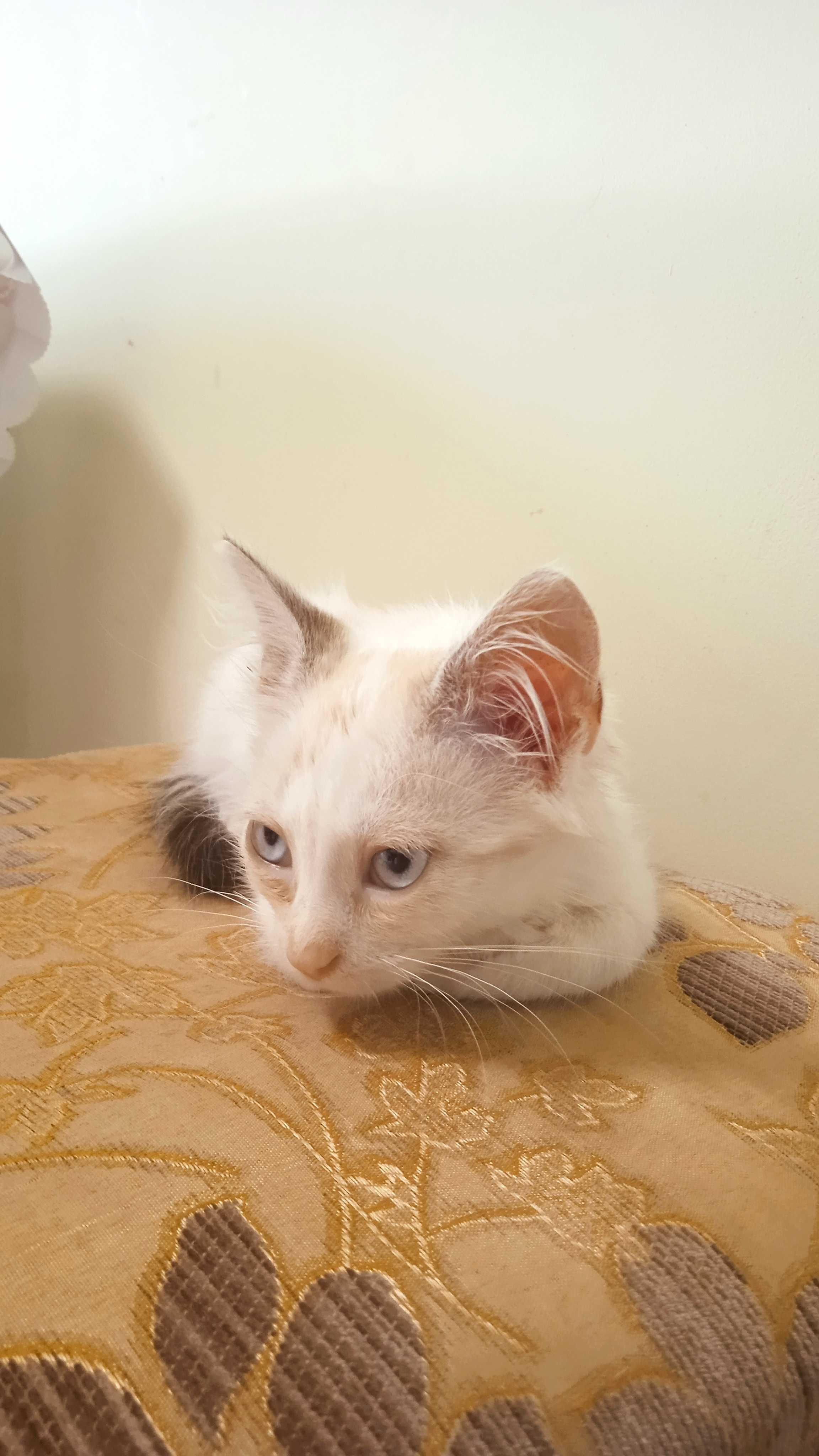 Блакитноокий котик в добрі руки