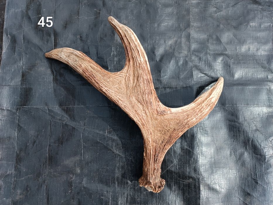 Sprzedam poroże jelenia, łosia, parostki koziołka