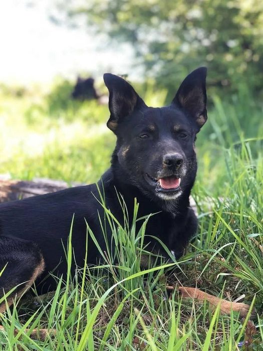 Do adopcji fajny młody pies