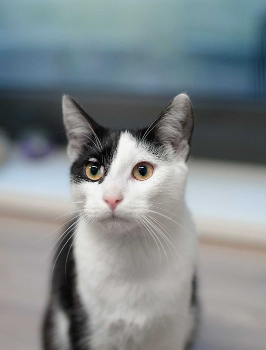 Kierownik szuka kochającego domu! OTOZ Animals Schronisko Ciapkowo.