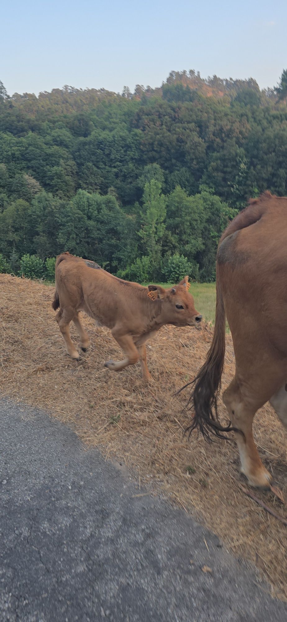 Vaca e vitela femea
