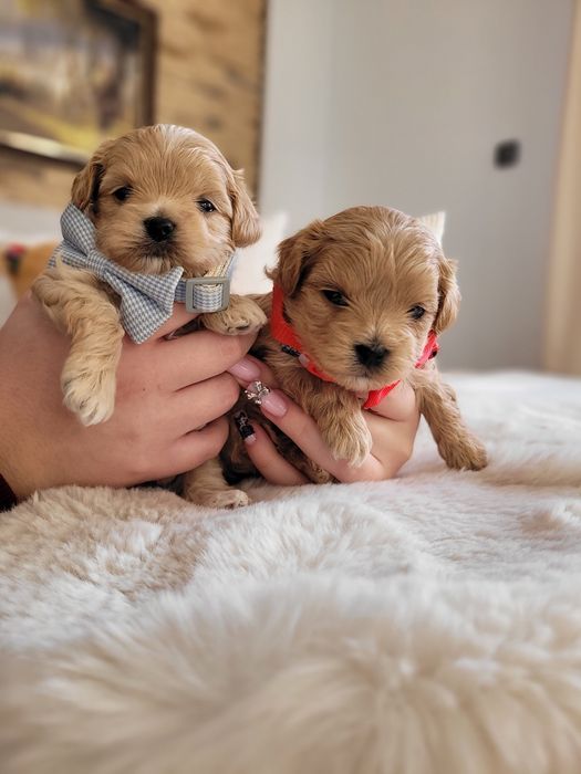 Uroczy MINI szczeniak maltipoo maltanczyk pudel toy