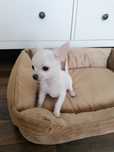 Szczeniaki Chihuahua