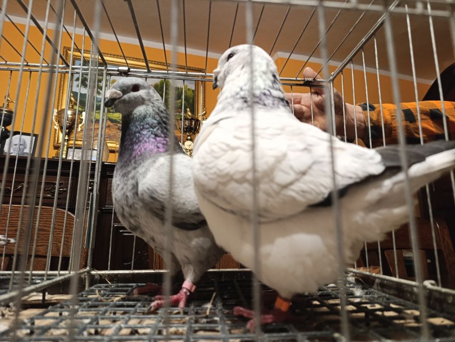 Giant Homery, wysyłam, gołębie ozdobne