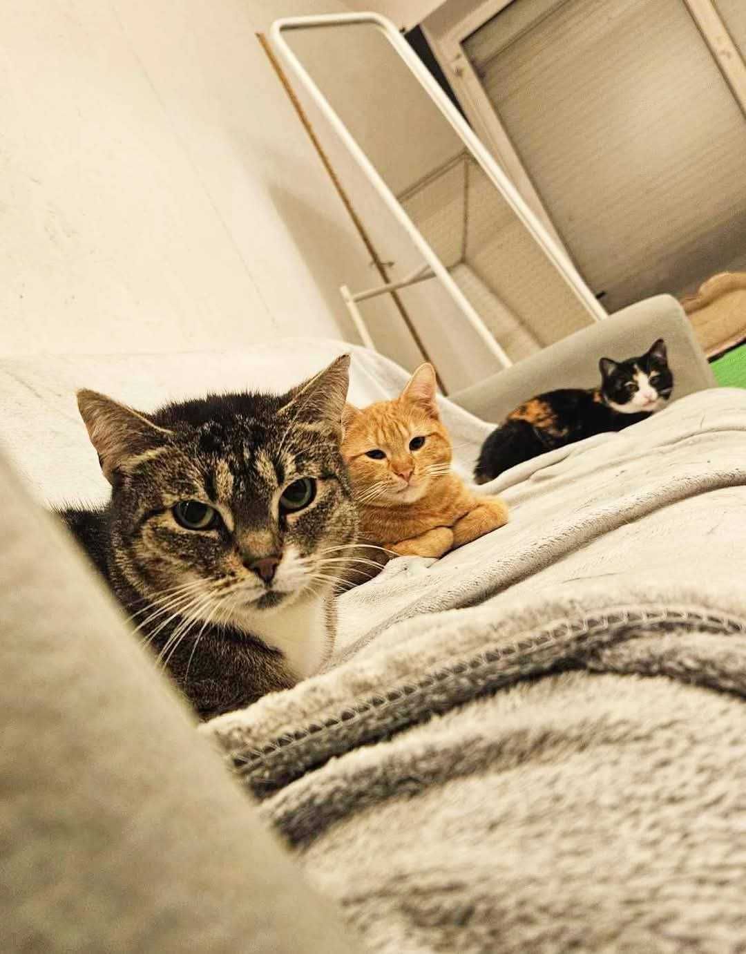 Kotka szuka domu