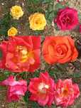 Rosas perfumadas