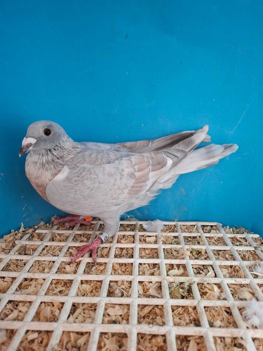 Gołąb pocztowy--REDUCED