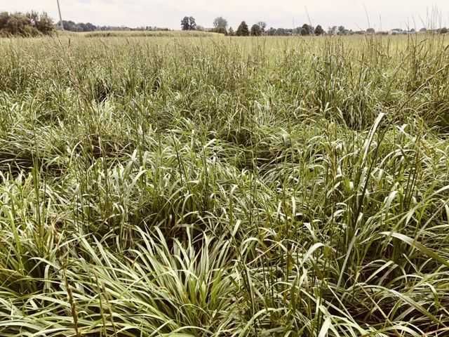 Trawa trawy PL-11 Łąkowa mieszanka traw 10 kg OSEVA