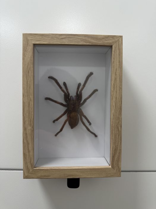 Ptasznik w ramce obraz gablota pająk preparat biologiczny dekoracja