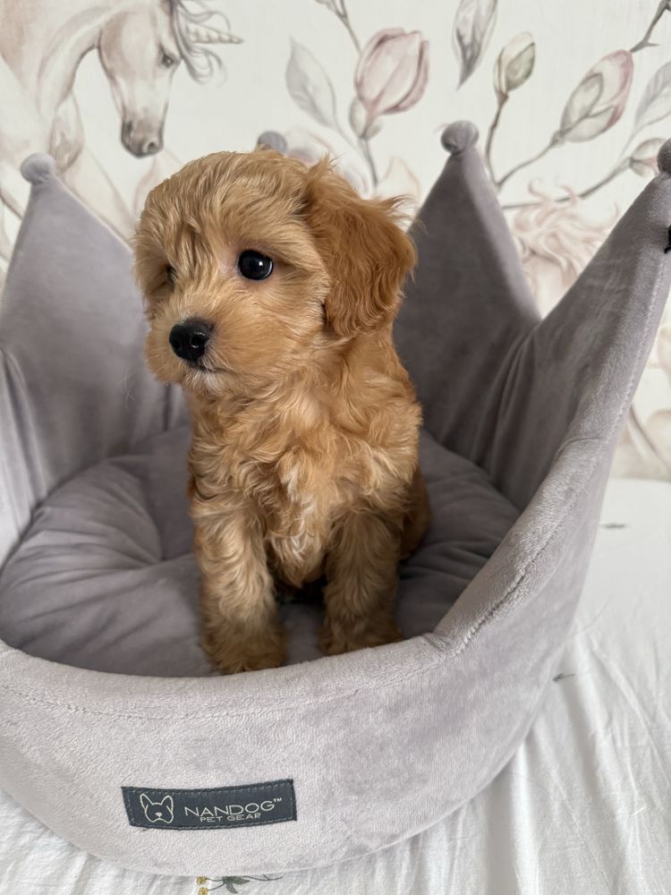 Piesek Maltipoo gotowy do odbioru z rodowodem