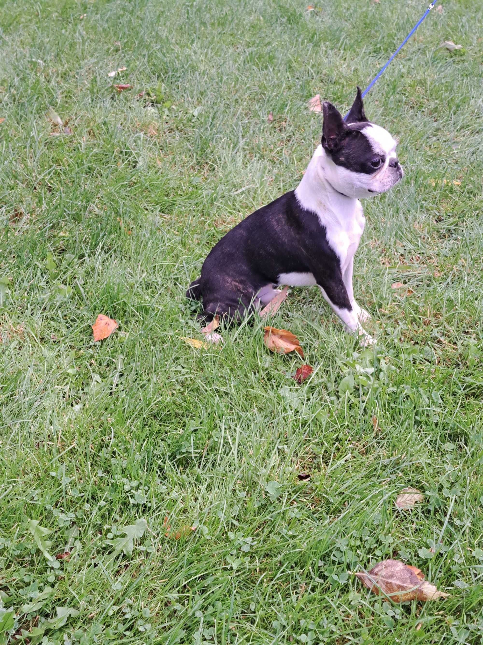 Boston terrier piesek FCI