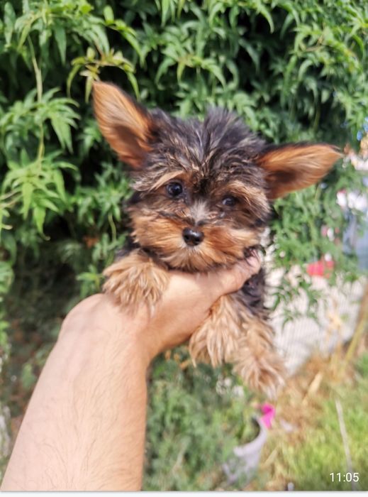 Yorkshire terrier macho mini procura namorada.