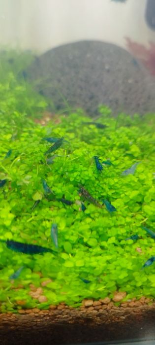 Camarões neocaridinas blue dream 10 camarões 12€