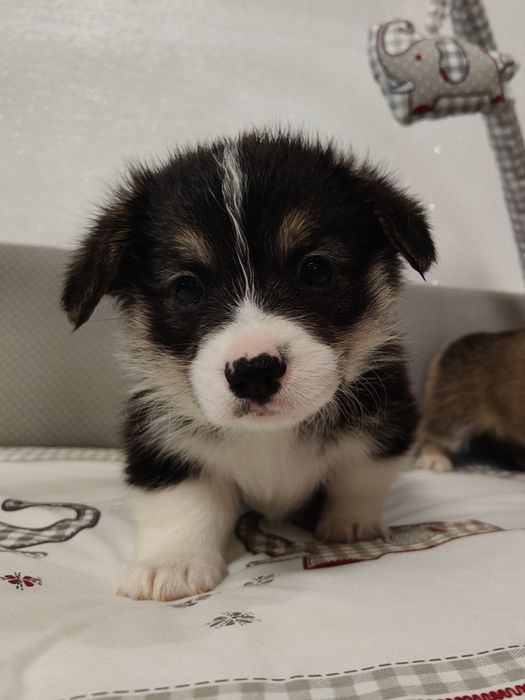 Piękna duża Welsh Corgi Pembroke FCI tricolor z krótkim ogonem!
