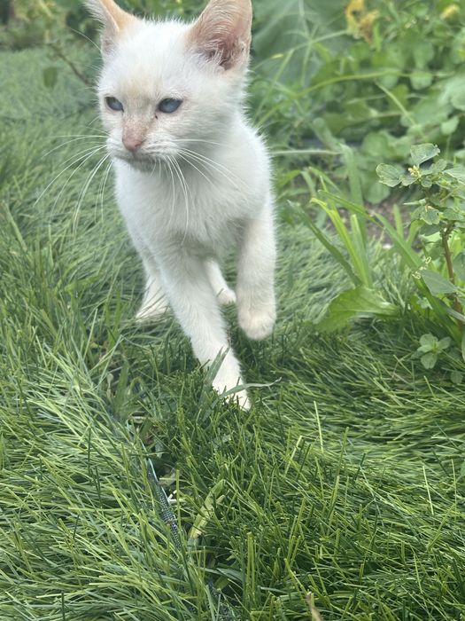 Gatinhos para adocao