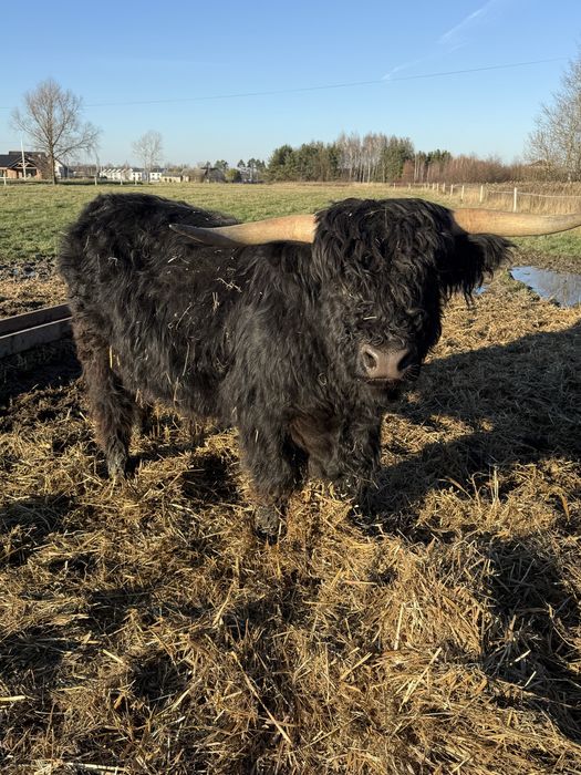 Byk , bydło szkockie Highland Cattle