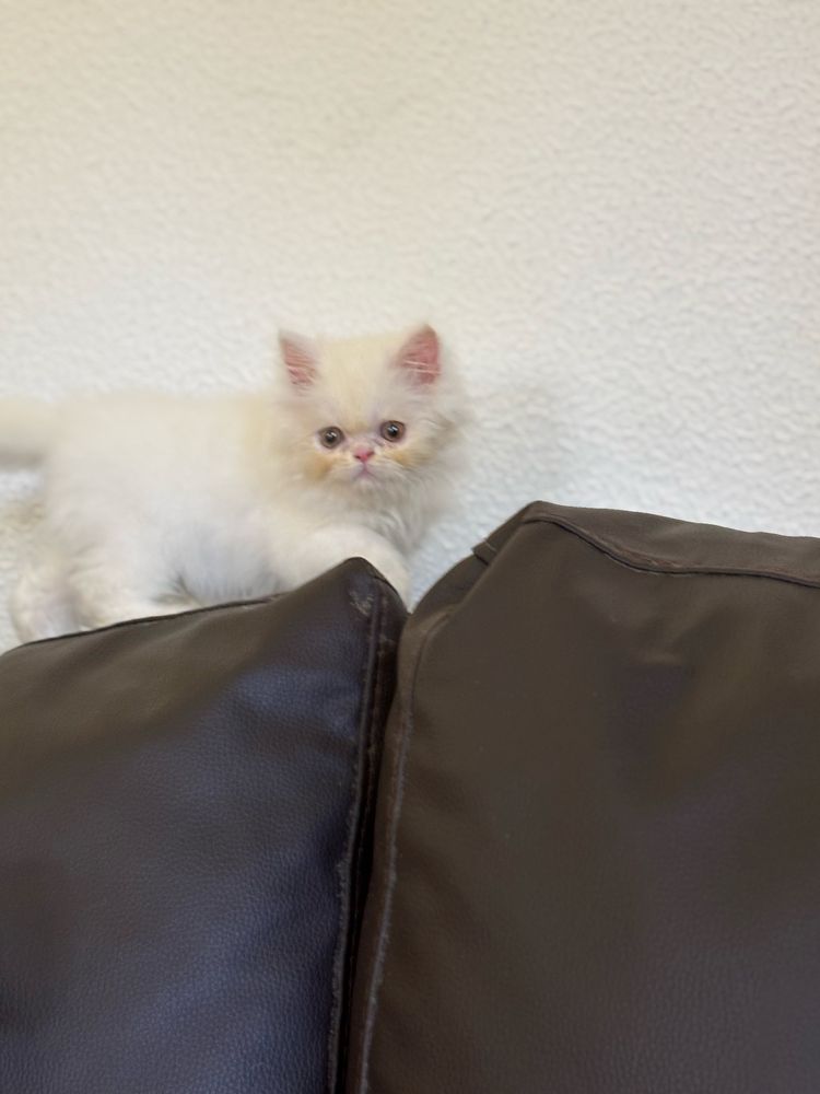 Gatinha persa linda