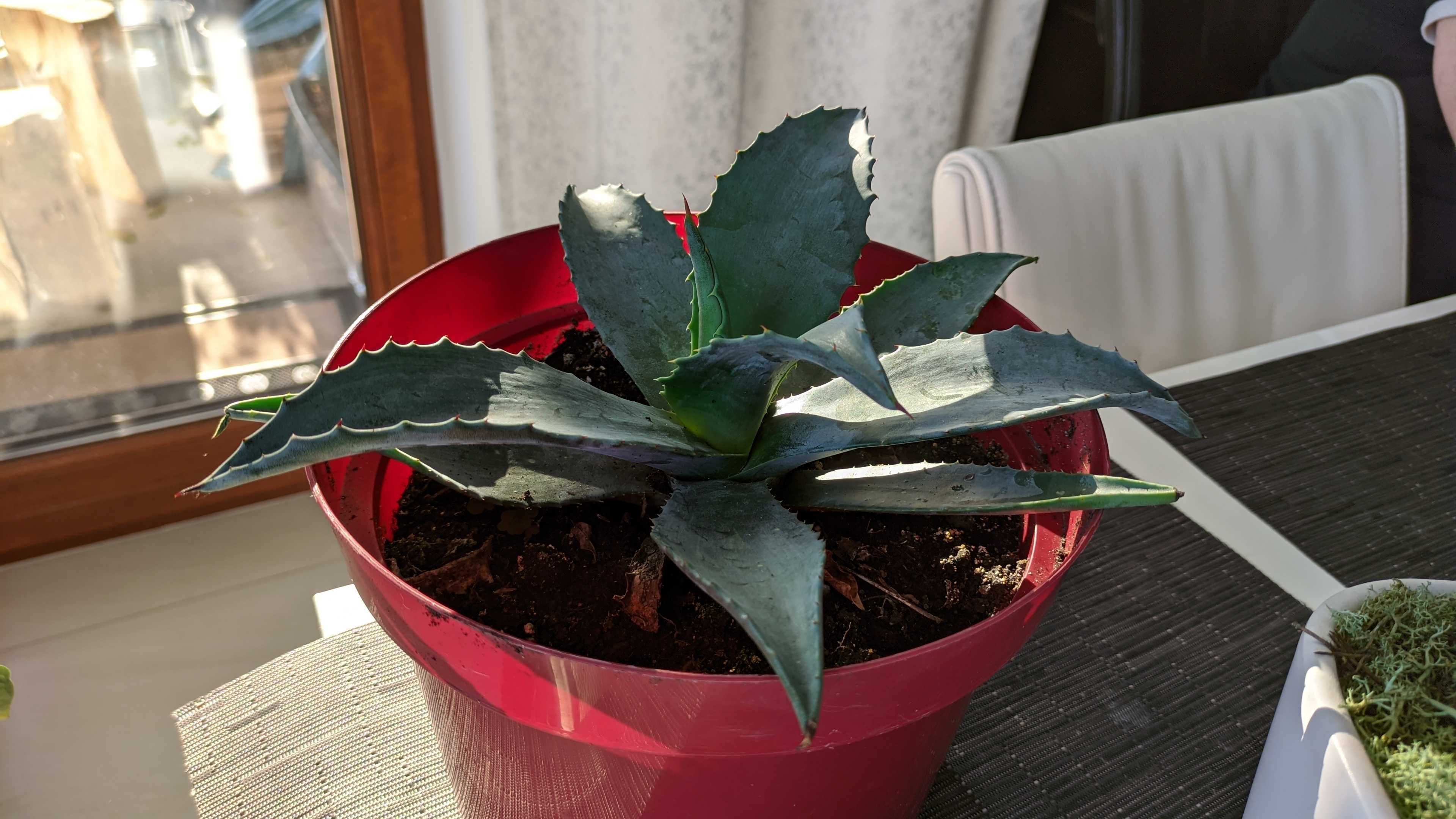 Agawa Amerykańska 2 letnia / Agave americana