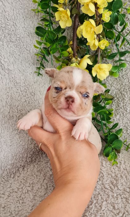 Excecional menino merle Chihuahua/Chiuaua. LinhagemRussa