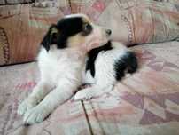 Suczka border collie - piękna, tricolor