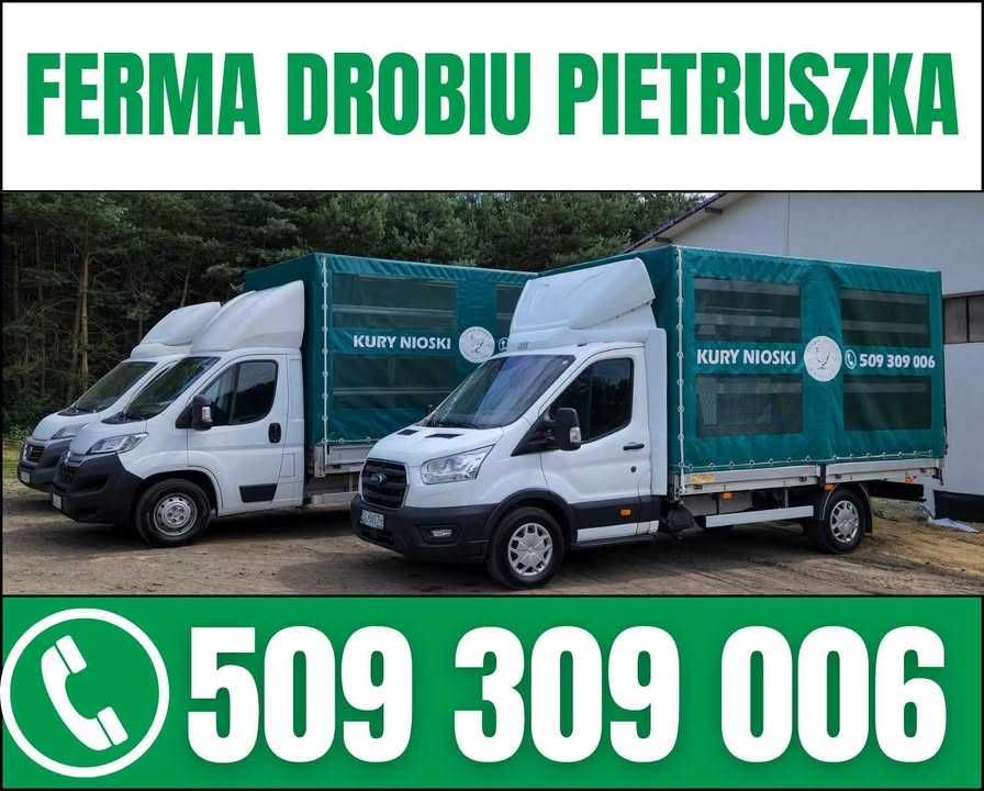 Młode kury nioski