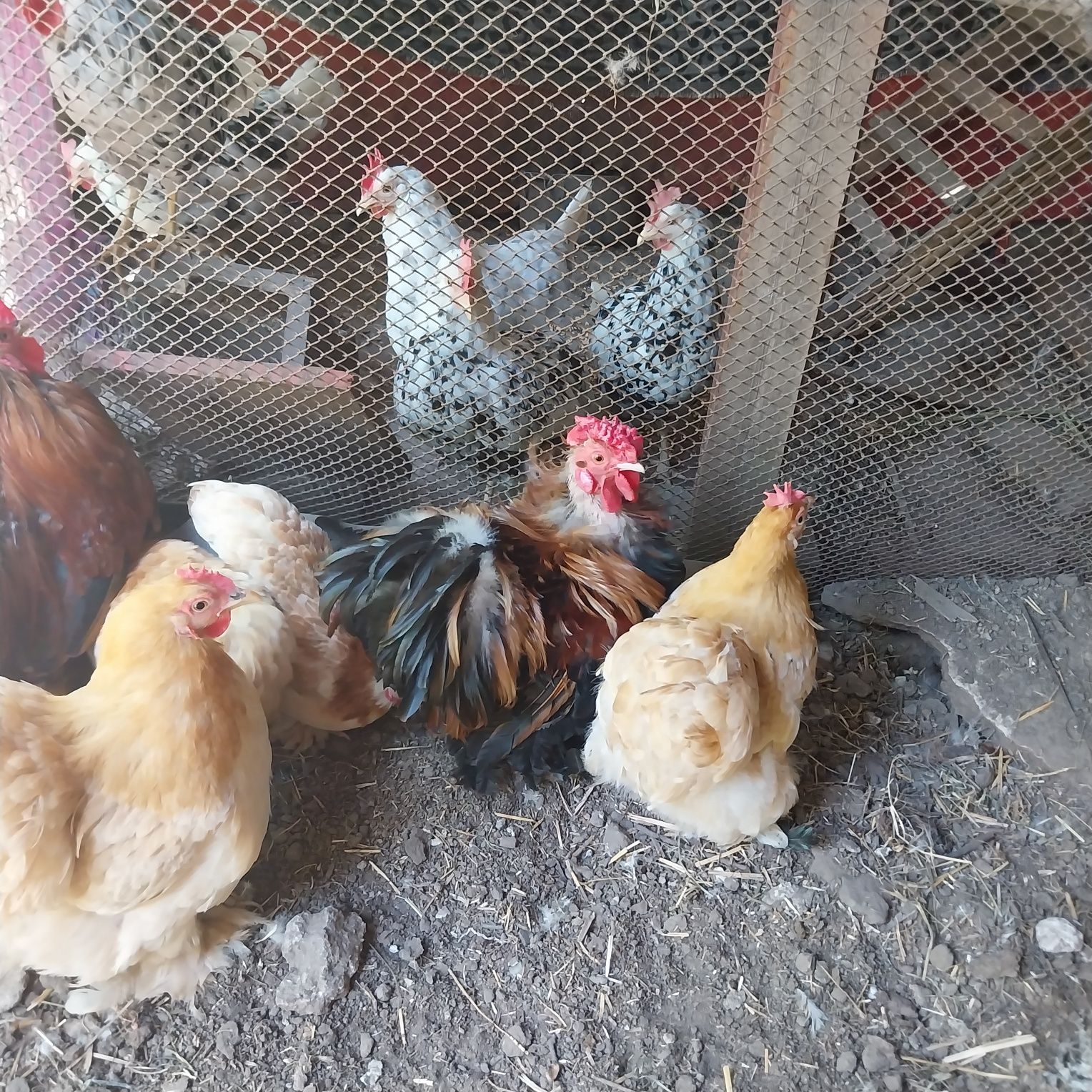 Карліковий кохінхин